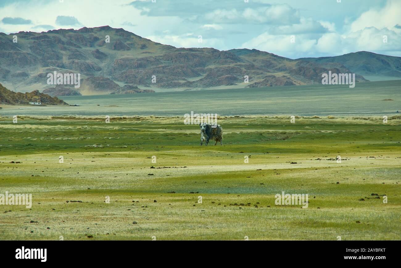 Yak mongolia -Fotos und -Bildmaterial in hoher Auflösung – Alamy