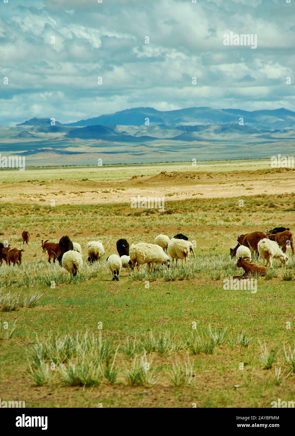 Mongolische Weiden in der Gegend Zavkhan Rive Stockfoto