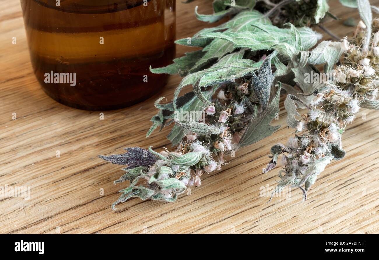 Motherwort - eine Heilpflanze mit einen beruhigenden Effekt Stockfoto