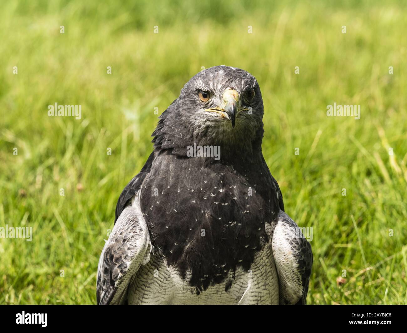 Chilenischer Eagle Buzzard Stockfoto