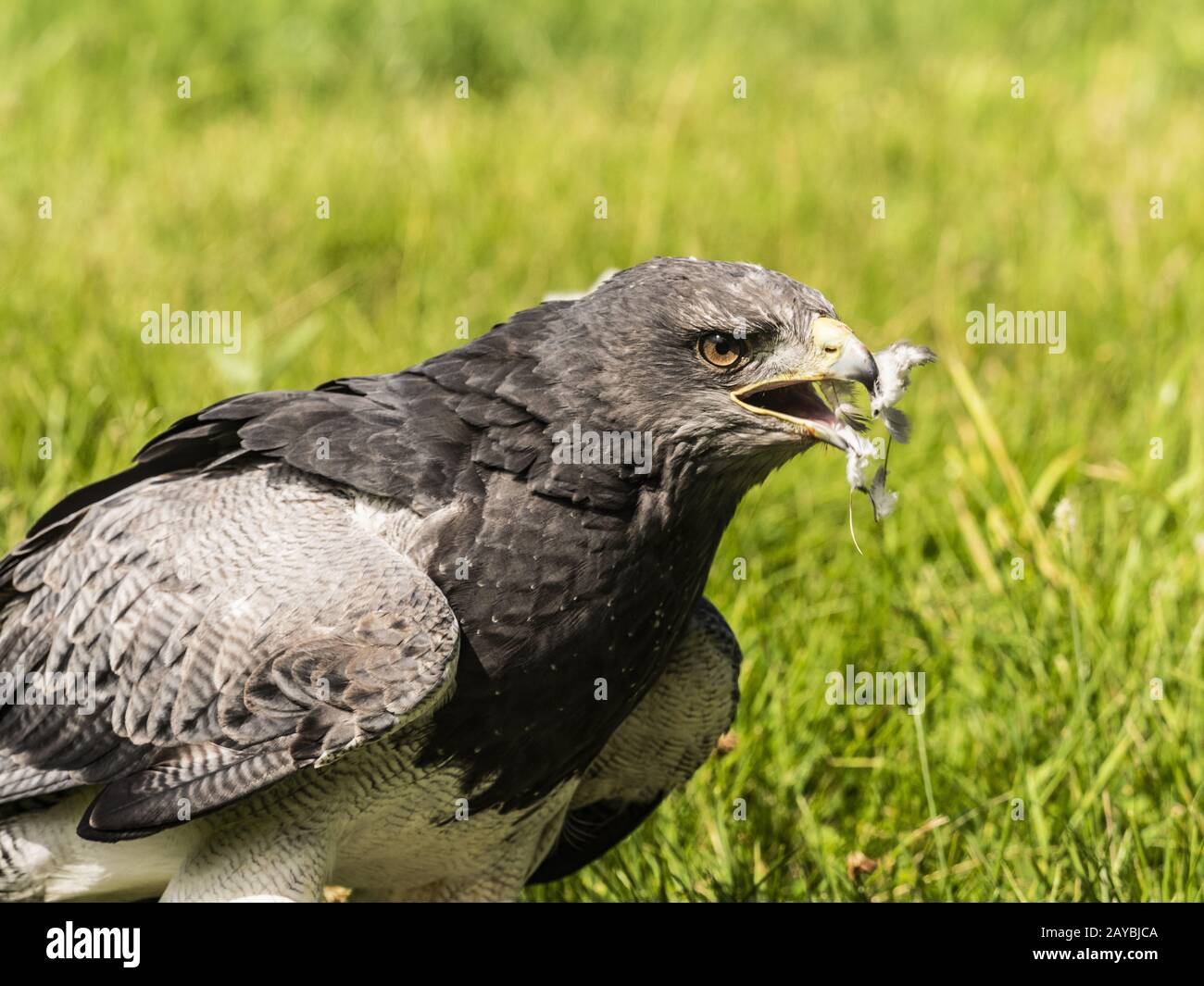 Chilenischer Eagle Buzzard Stockfoto