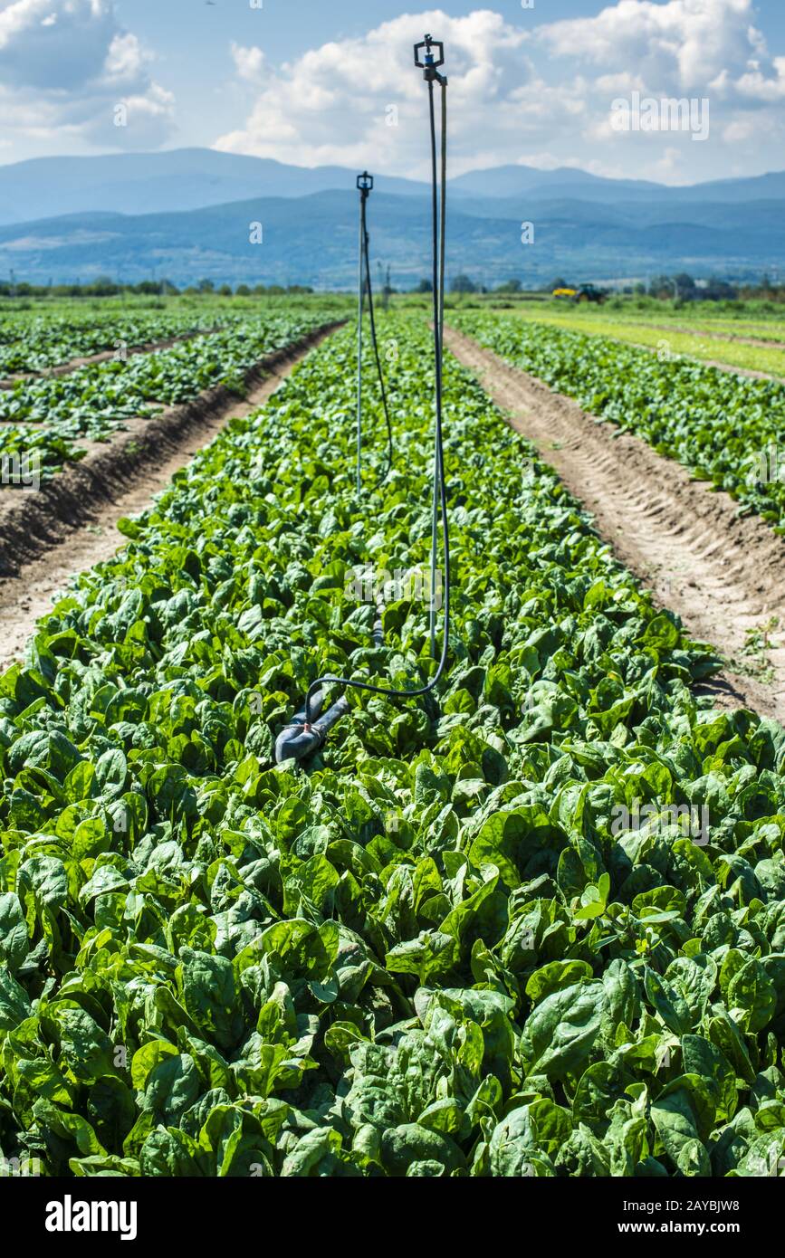 Spinatfarm. Organischer Spinat verlässt das Feld. Stockfoto
