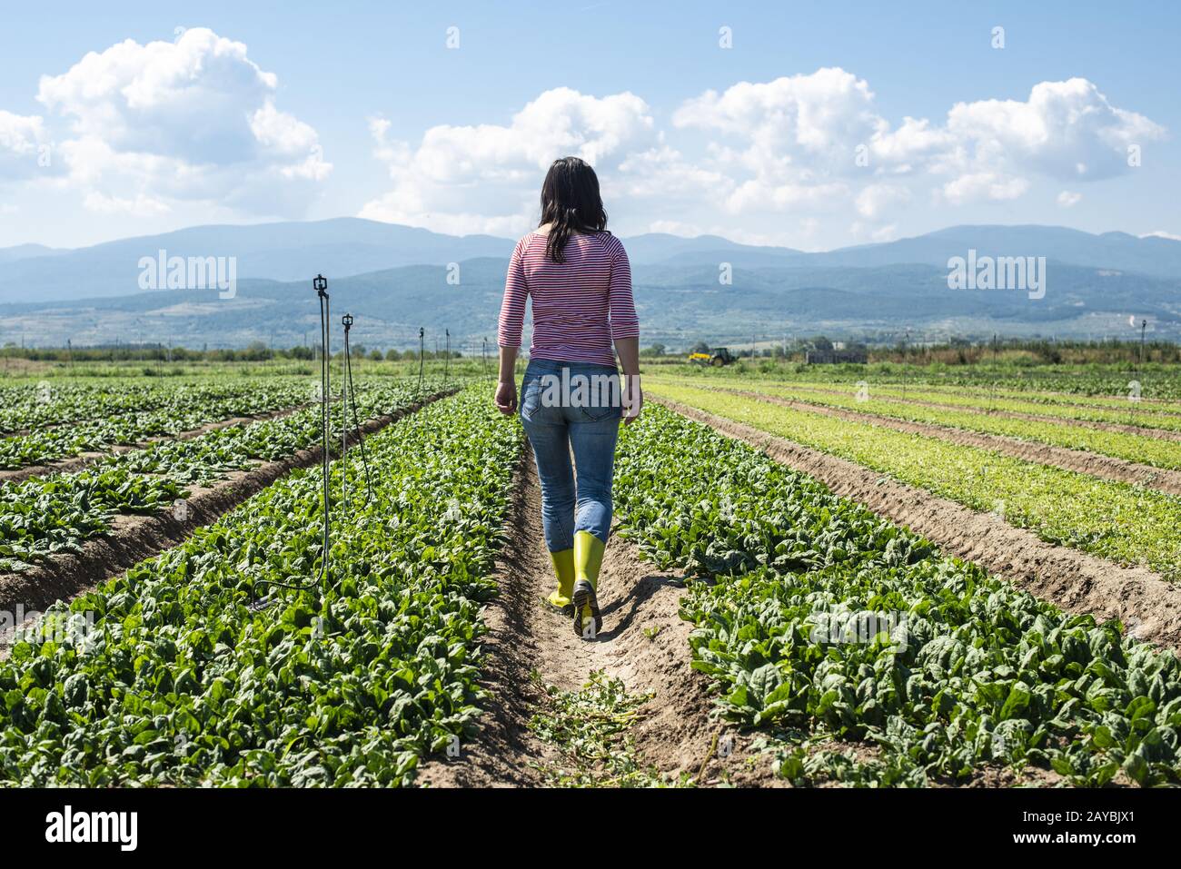 Frau mit grünen Stiefeln, die auf Spinatfeld laufen. Stockfoto