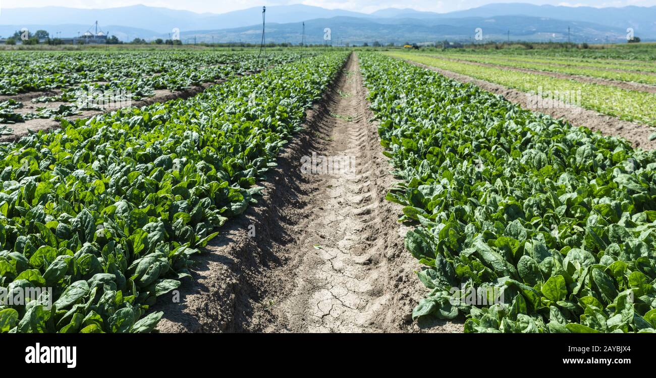 Spinatfarm. Organischer Spinat verlässt das Feld. Stockfoto
