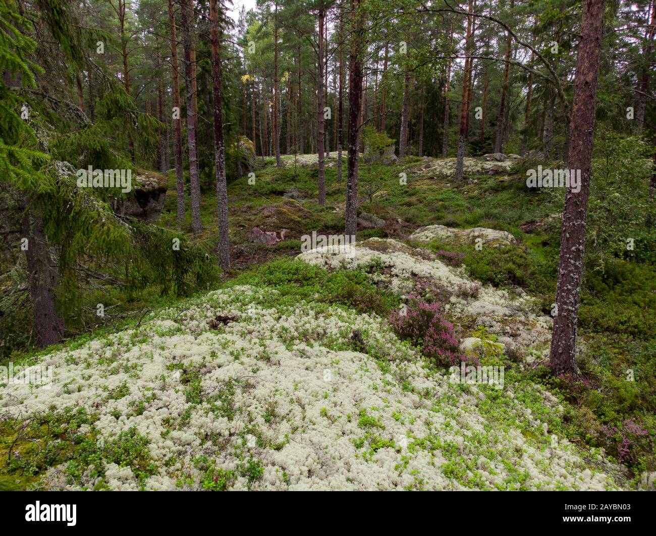Wald Stockfoto