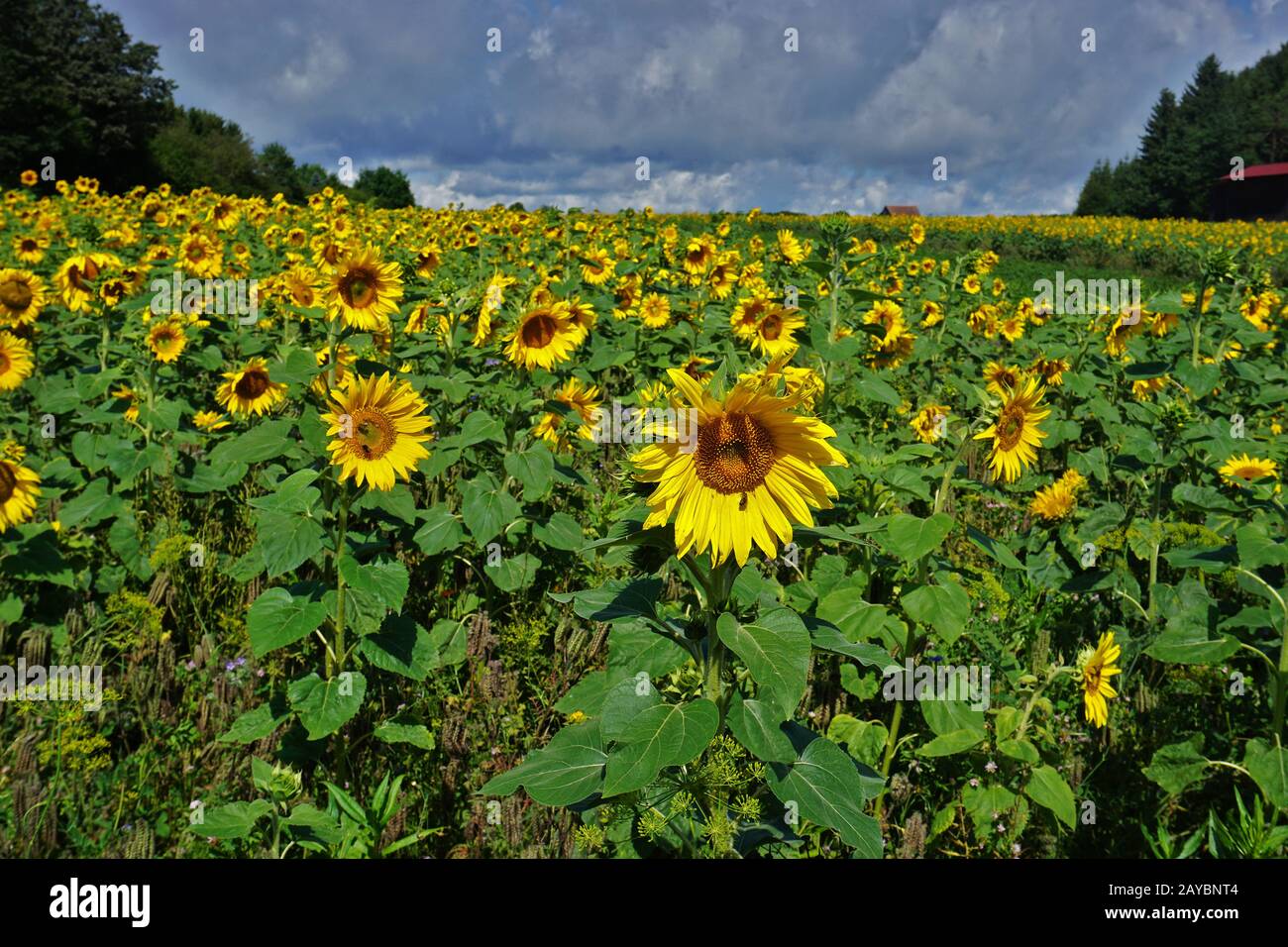 Sonnenblumenfeld Stockfoto
