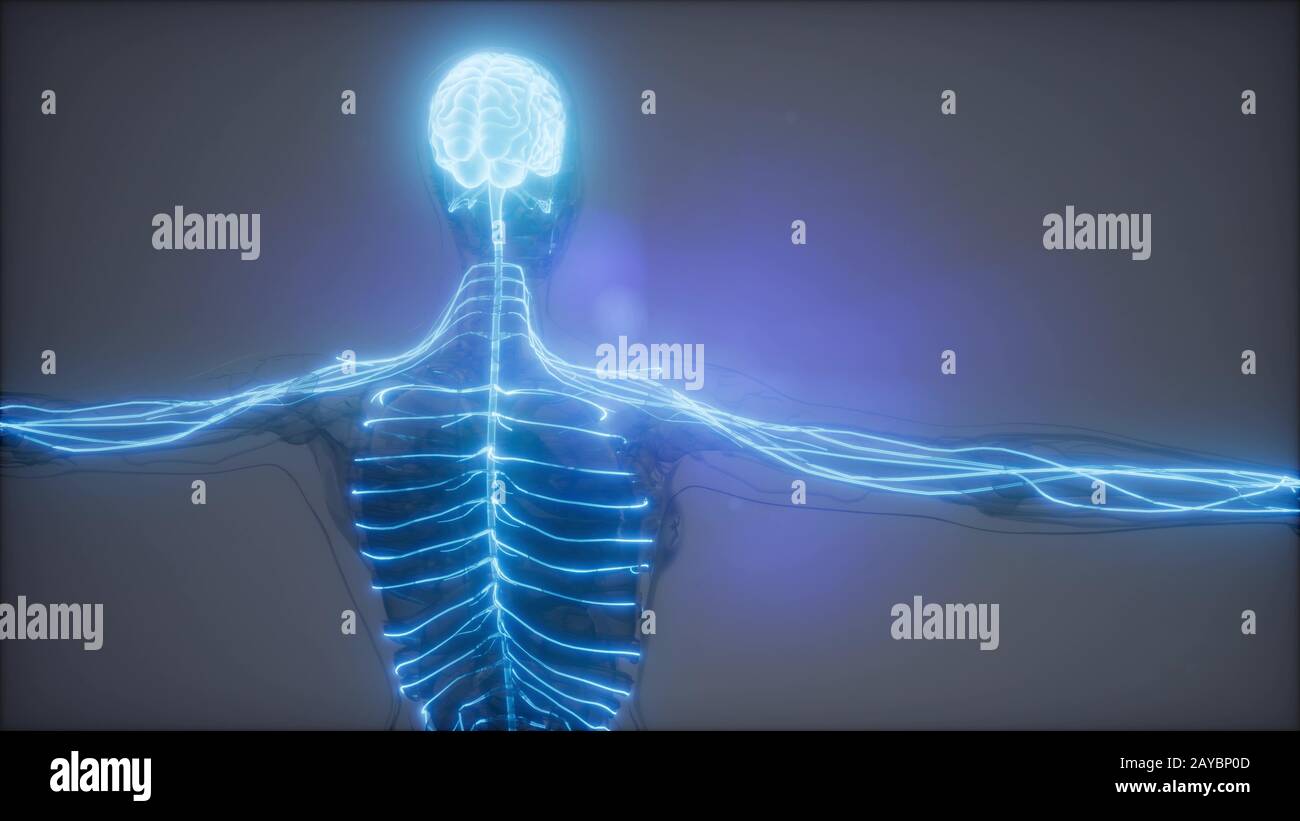 Menschliche Gehirn Radiologie Prüfung Stockfoto