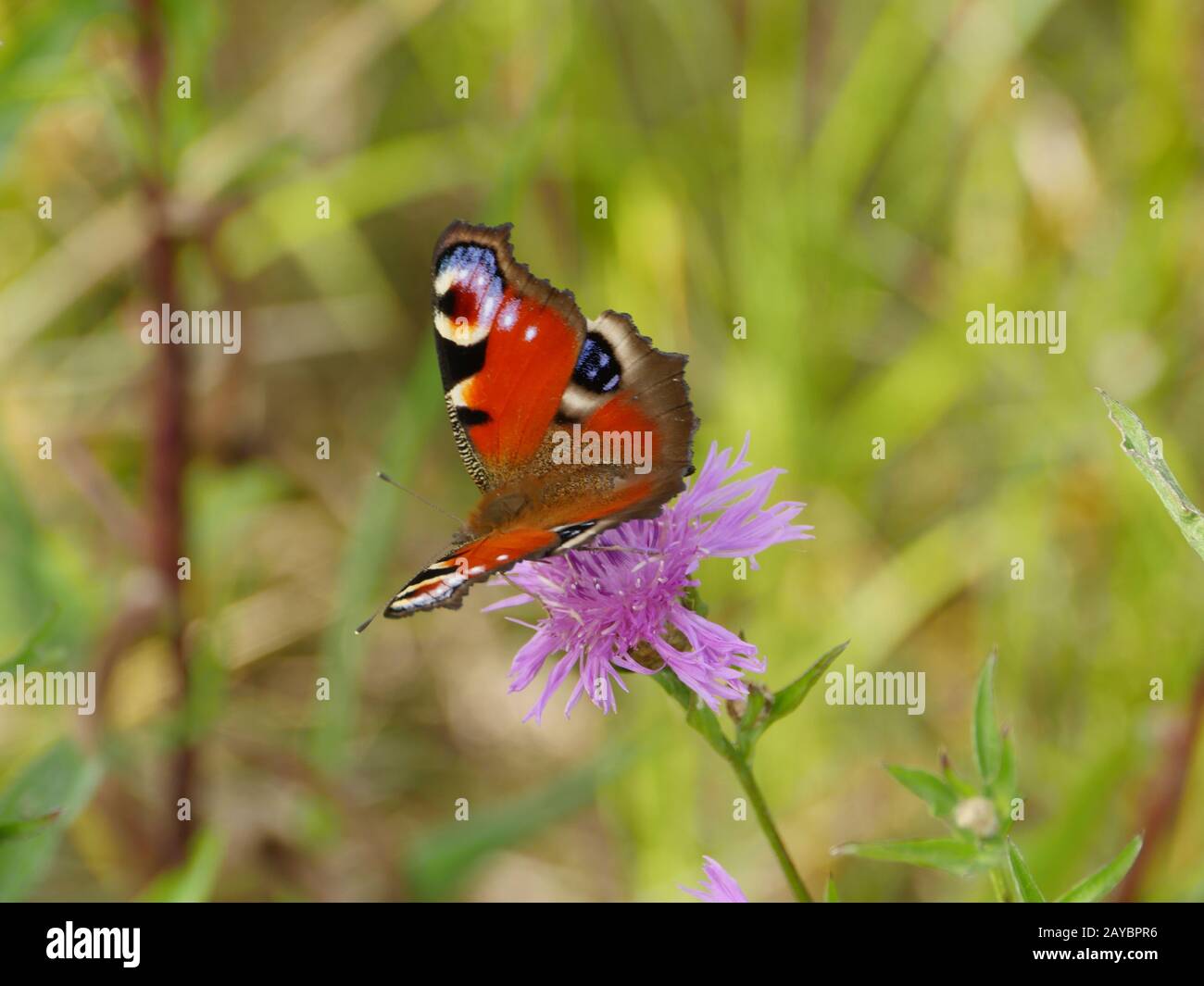 Schmetterling Pfauenauge auf Blumen Stockfoto