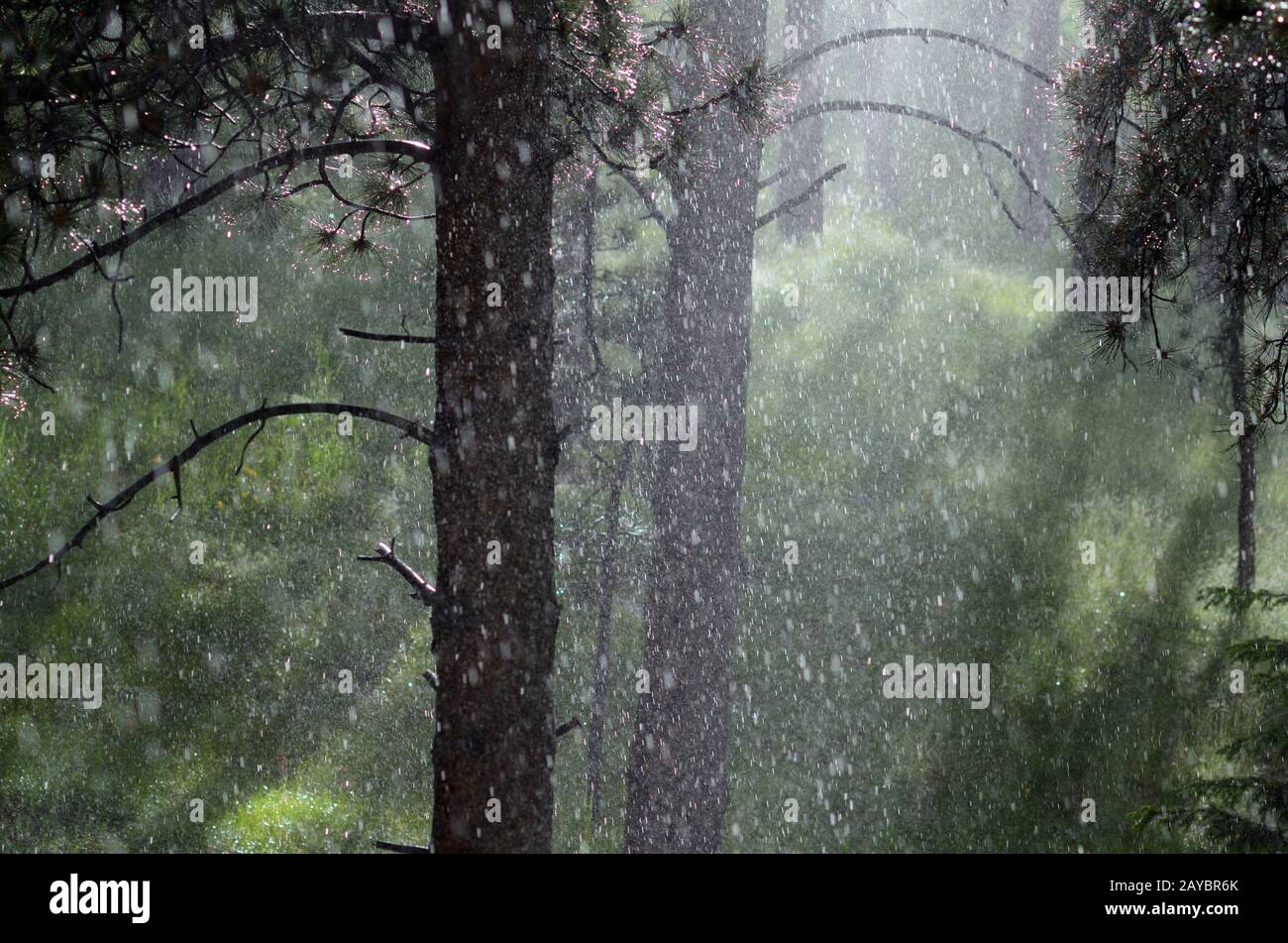 Regen Sie im Wald mit Streifen von Sonnenlicht.Foothills in der Nähe von Boulder, Colorado Stockfoto