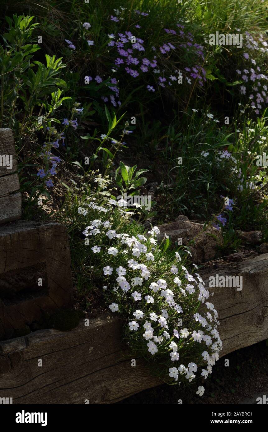 An einer Holzwand wachsen Wildblumen aus den Bergen. Blumen im semiariden Klima der Rocky-Mountain-Vorberge zu wachsen, kann eine schwierige Aufgabe sein. Stockfoto