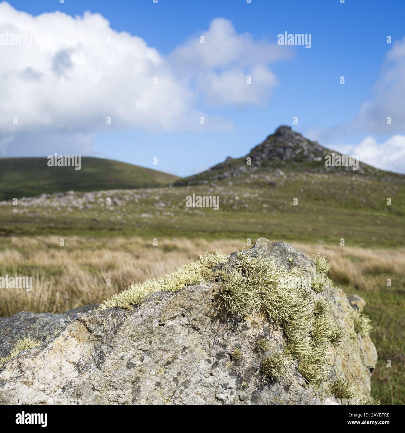 Auf der Clogher Head Peninsula Dingle Ireland mit Schafen Stockfoto