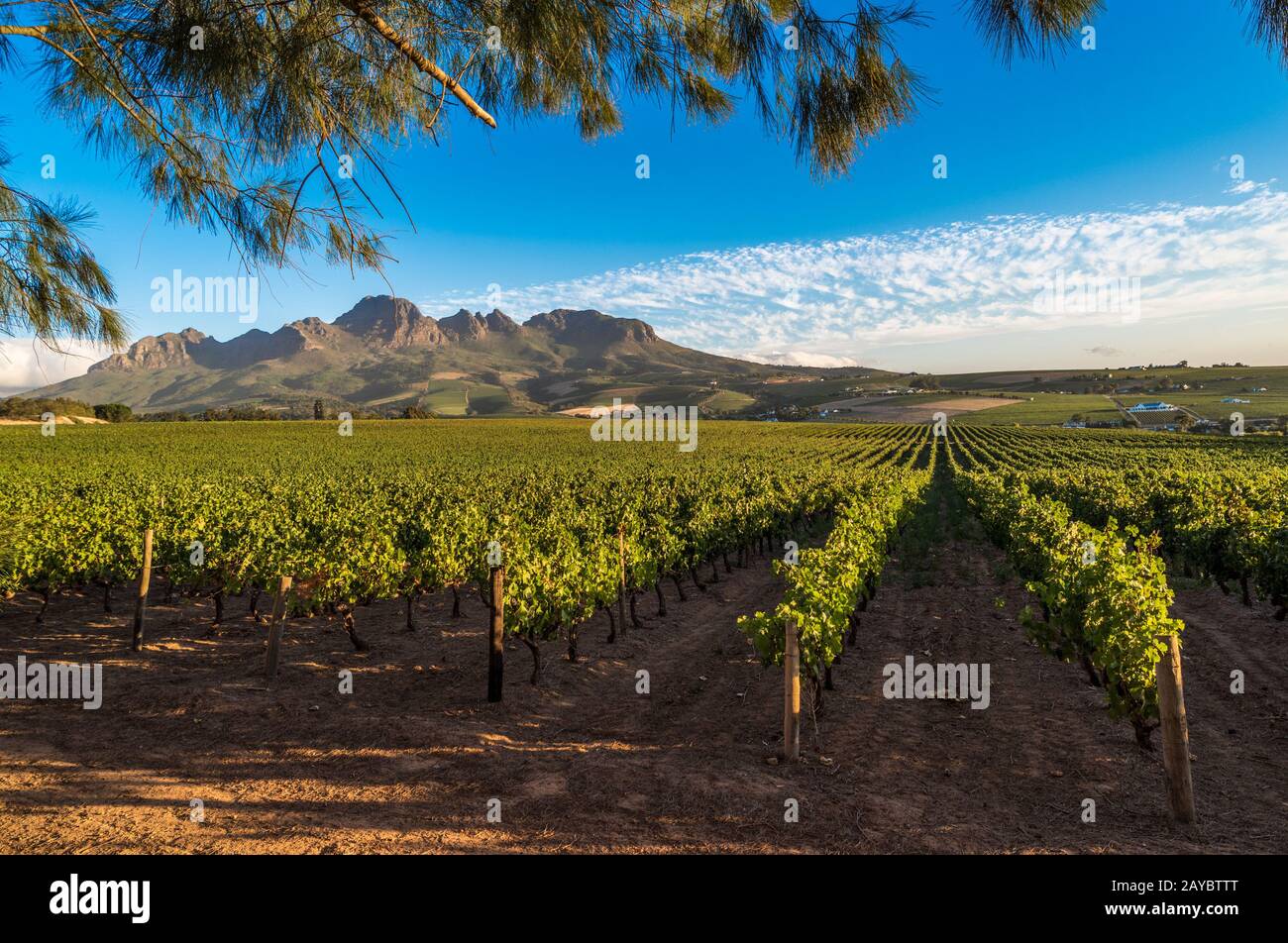 Die schöne Landschaft der Cape Winelands, Weinbaugebiet in Südafrika Stockfoto