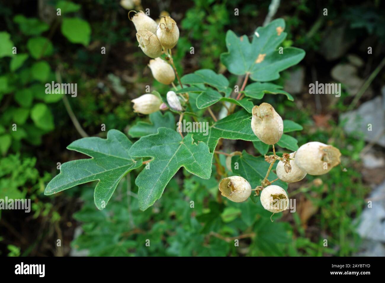 Acer monspessulanum Stockfoto