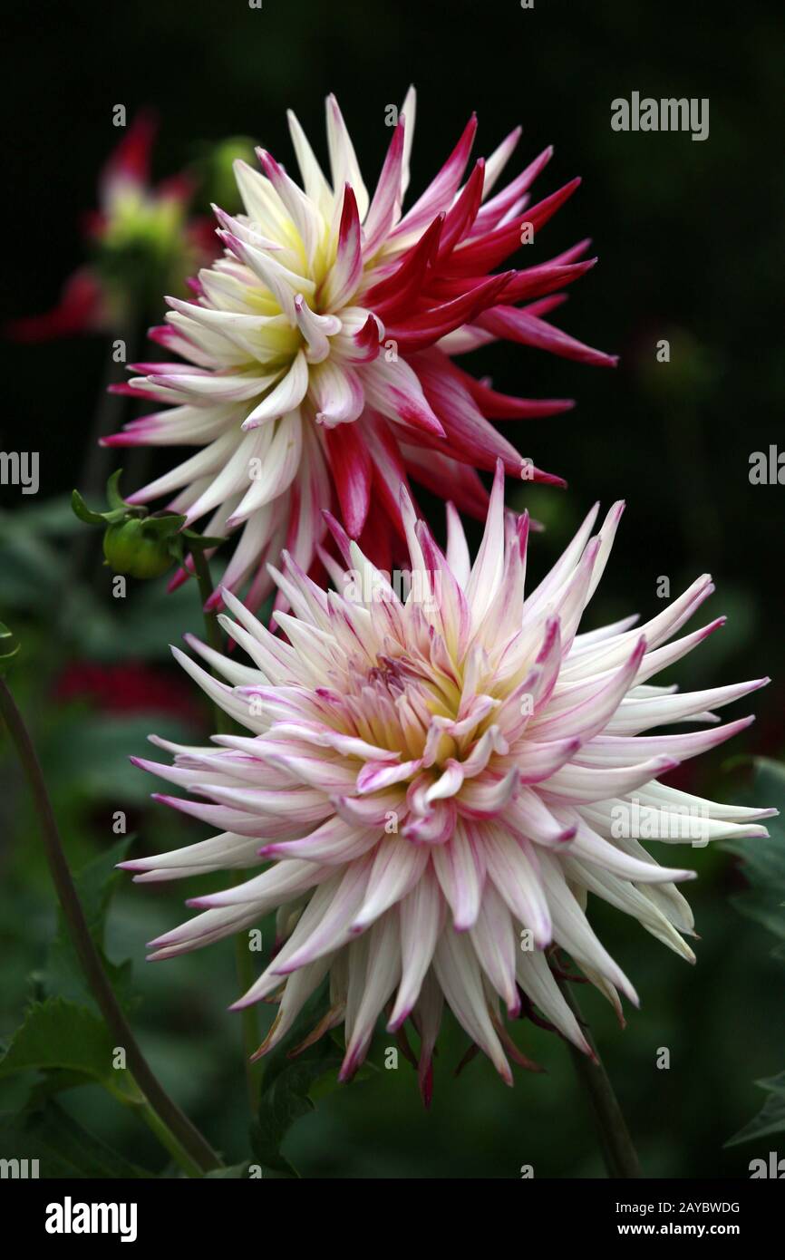 Garten Dahlia - Binde Sorbet (Dahlia x Hortensis) Stockfoto