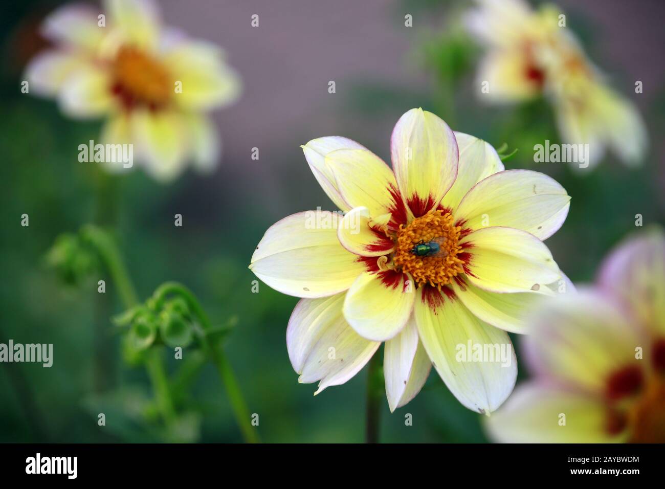 Garten Dahlia - Hybride Juwel (Dahlia x Hortensis) Stockfoto