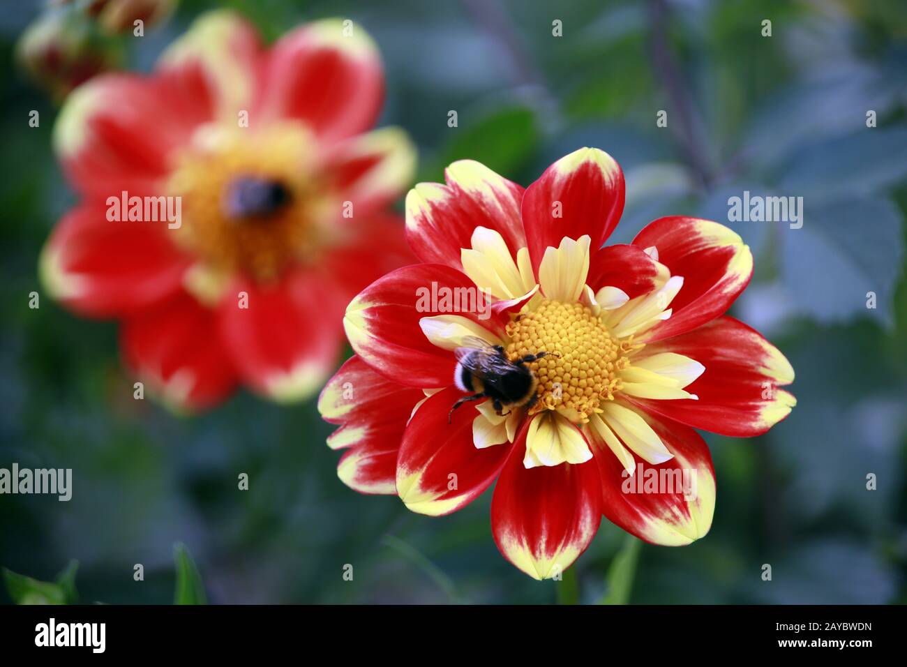 Garten Dahlia - Hybride Pooh (Dahlia x Hortensis) Stockfoto