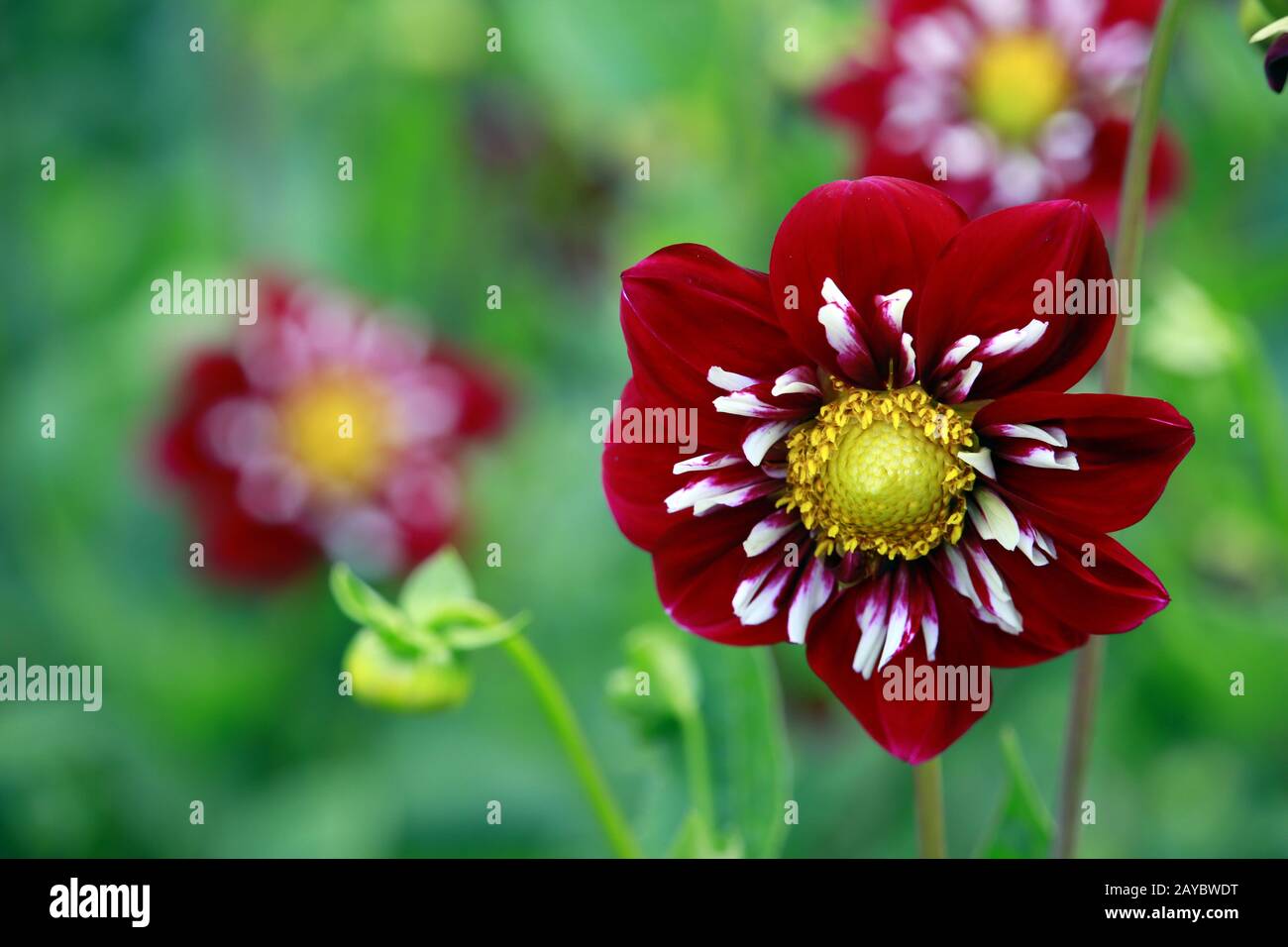 Garten Dahlia - Hybride Stefanie Hertel (Dahlia x Hortensis) Stockfoto