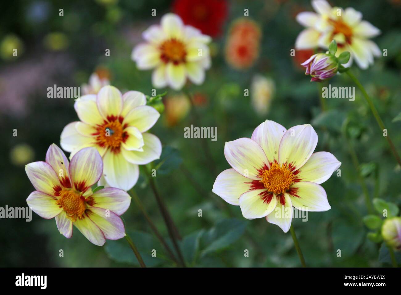 Garten Dahlia - Hybride Juwel (Dahlia x Hortensis) Stockfoto