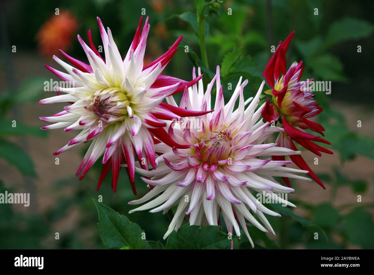 Garten Dahlia - Binde Sorbet (Dahlia x Hortensis) Stockfoto