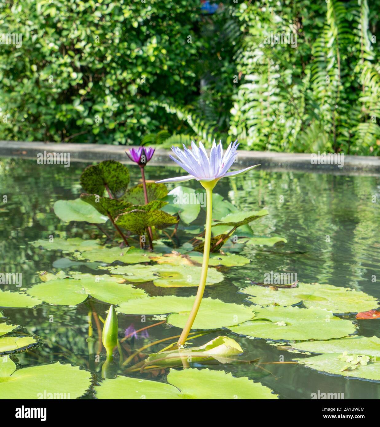 Bild der Teich mit Seerosen im Botanischen Garten Stockfoto