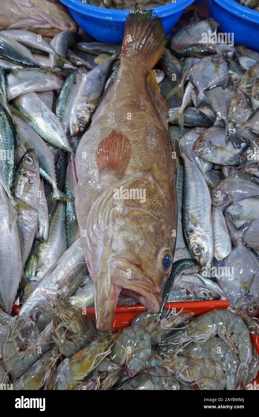 Lokale Fischmärkte Einzelhandel frische Meeresfrüchte direkt von den Booten und der Fischerei, um Familien und Restaurants, die wichtigsten Fische, zu versorgen. Stockfoto