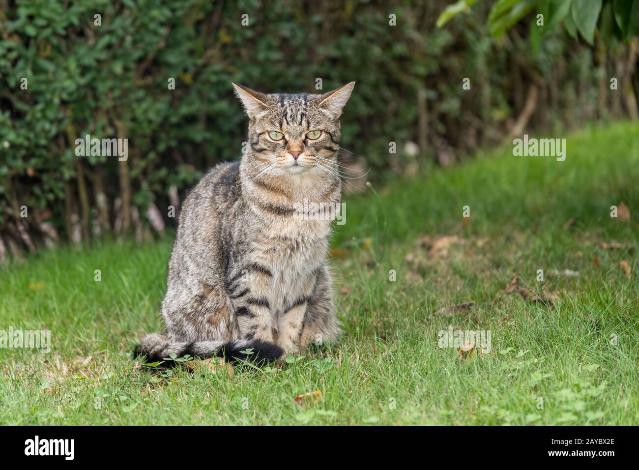 Graue Hauskatze sitzt auf der Wiese und blickt zur Kamera Stockfoto