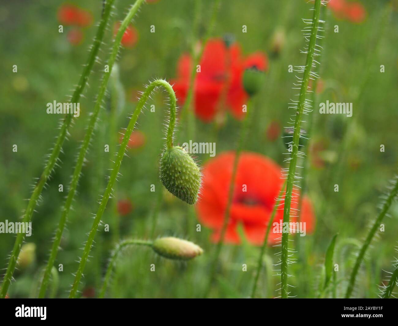 Die Blumenknospe eines roten gemeinen Mohns mit Blumen in einer verschwommenen Wieseneinstellung Stockfoto