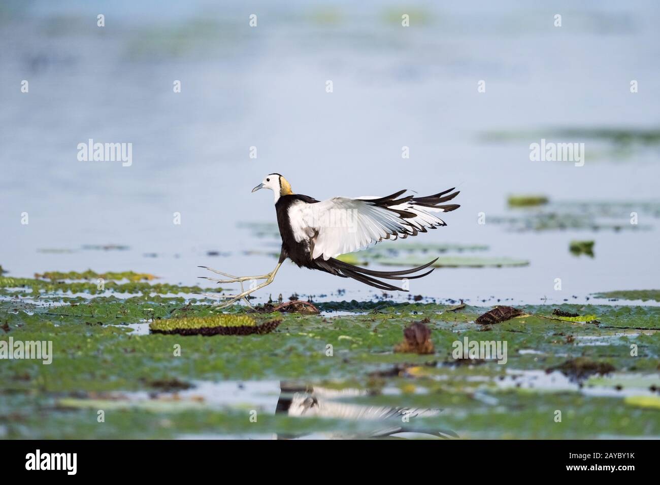 Fasan-tailed jacana Stockfoto