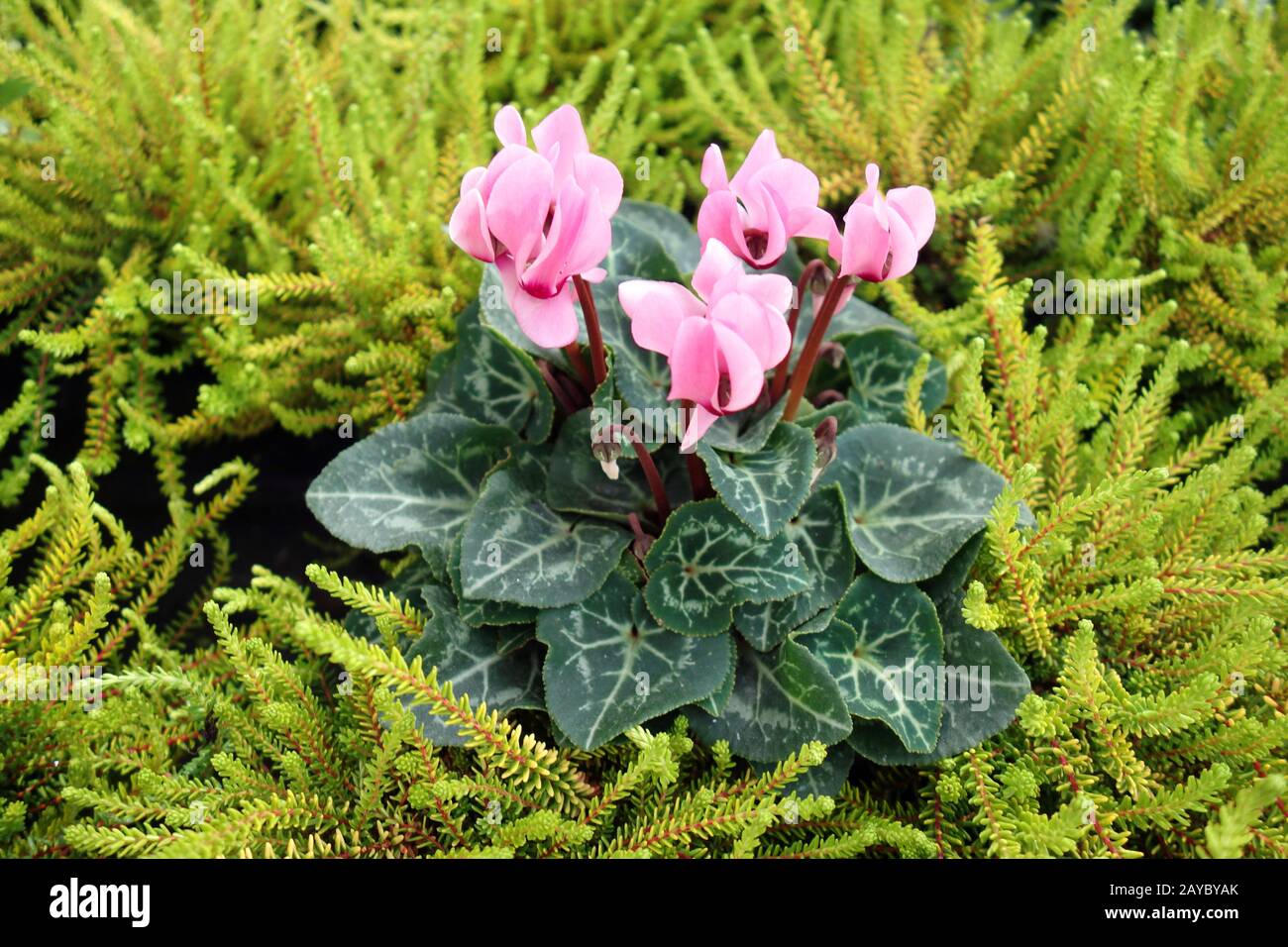 Cyclamen und Heidekraut Stockfoto
