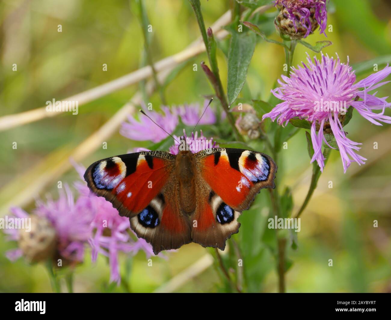Schmetterlings-Pfauenauge mit schönen Flügeln Stockfoto