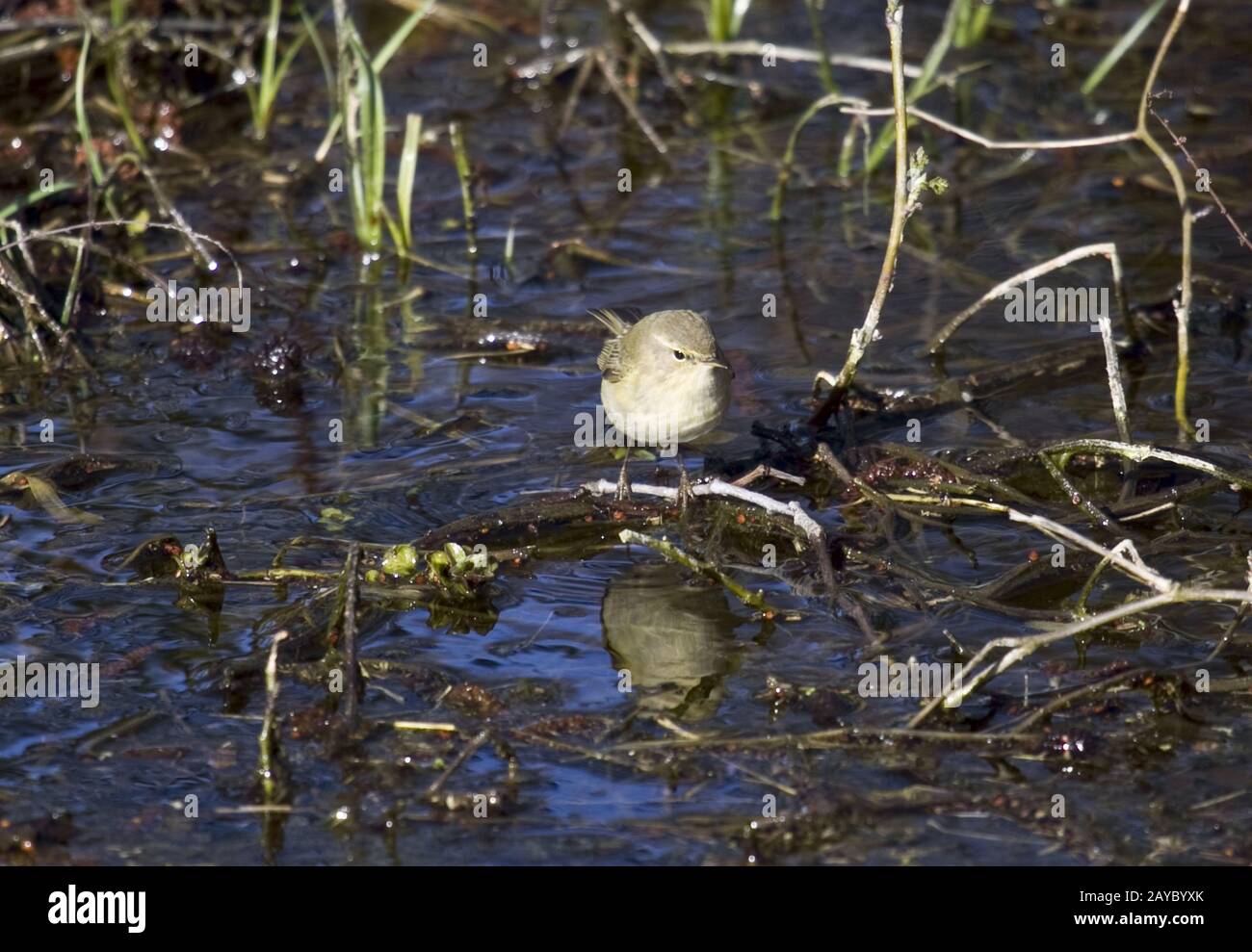 Chiffchaffs, Rheinland, NRW, Deutschland Stockfoto