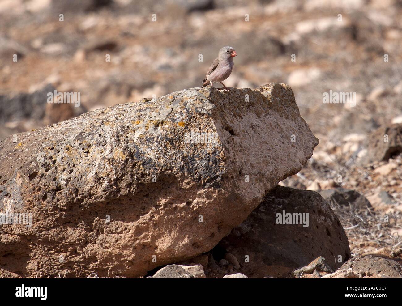 Trompeter Finch, Molinos, Fuerteventura, Spanien, Kanarische Inseln Stockfoto
