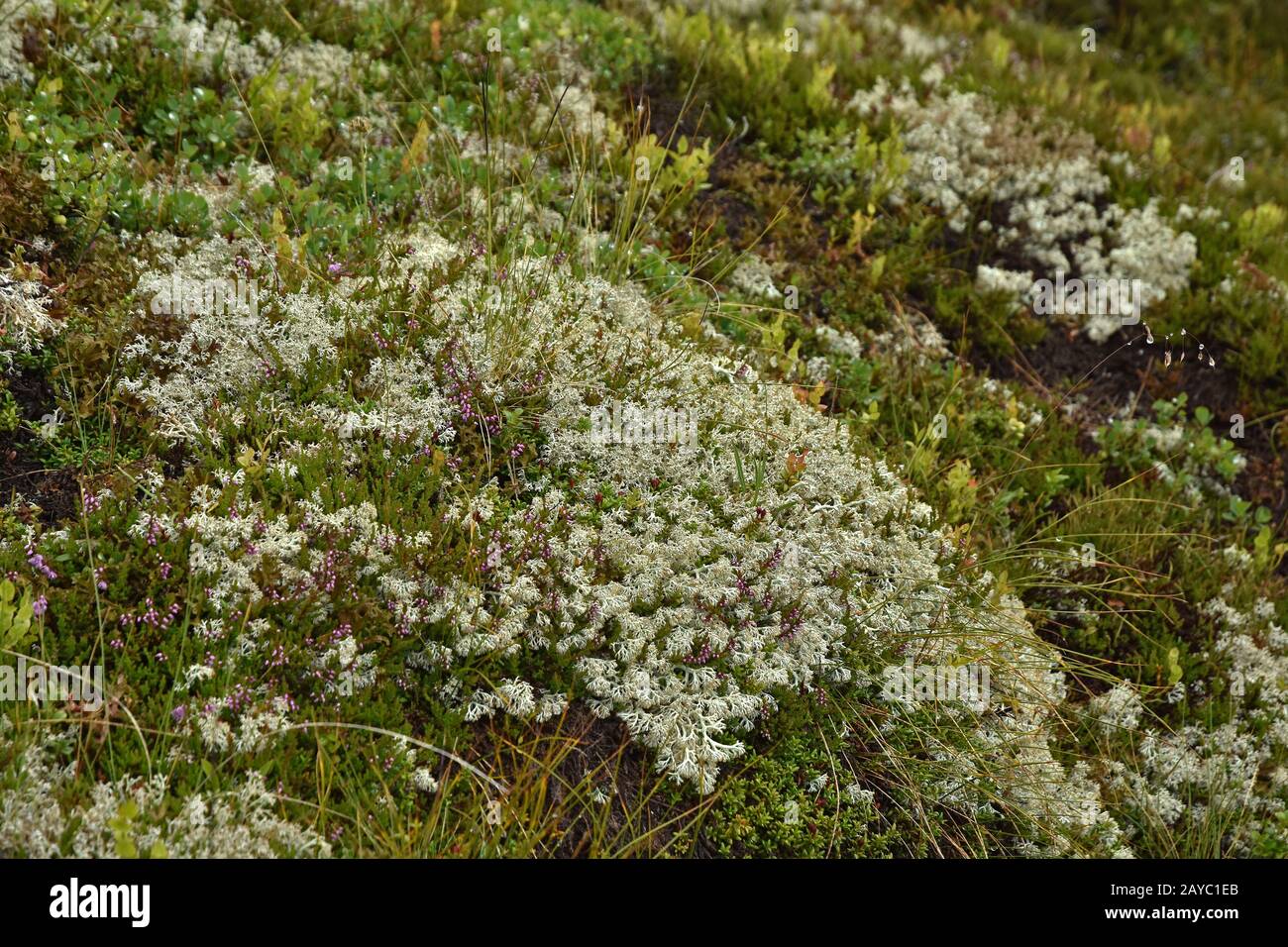 caribou Moos, Rentierflechten, Stockfoto