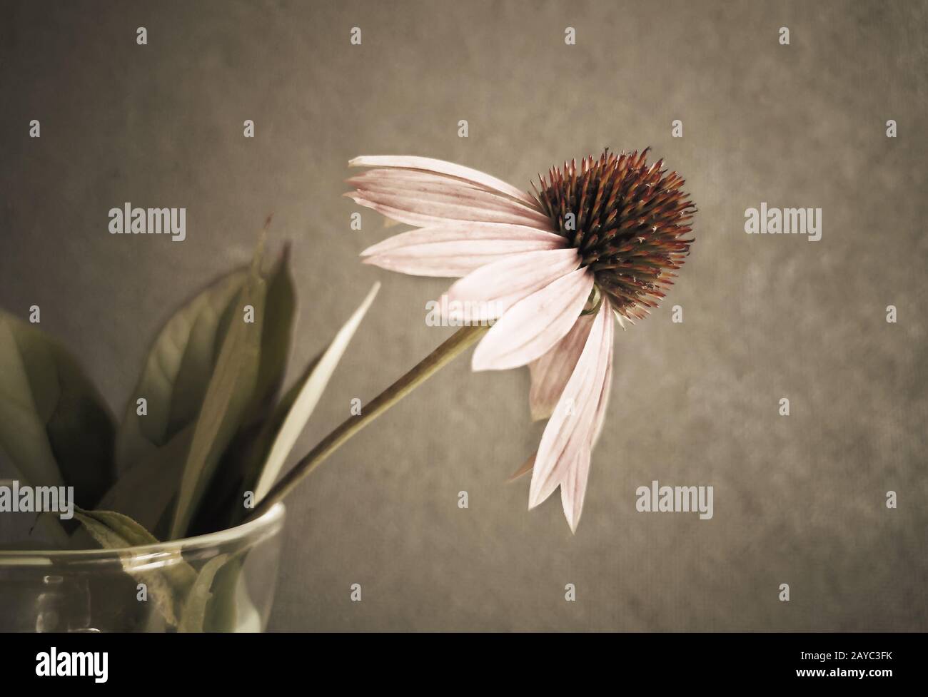 Die Blume von Echinacea purpurea Close-up in einem Glas Stockfoto