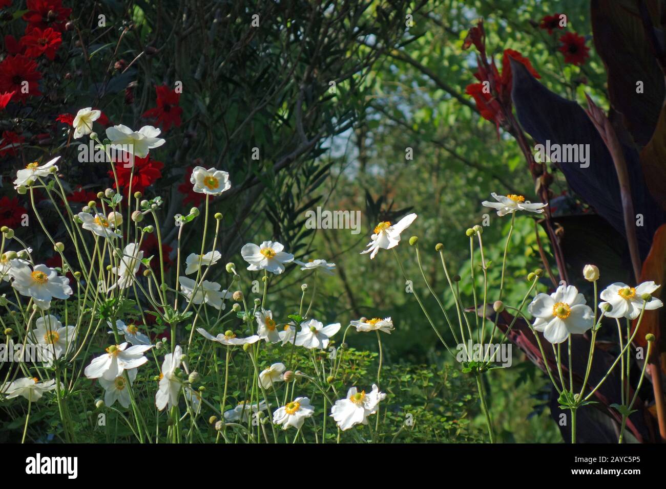 Herbst-Anemon Stockfoto