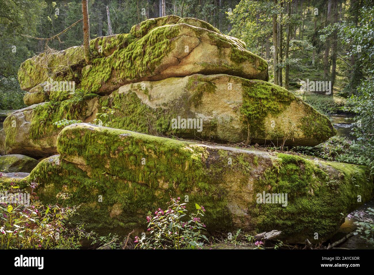 Die Steine im Wald Stockfoto