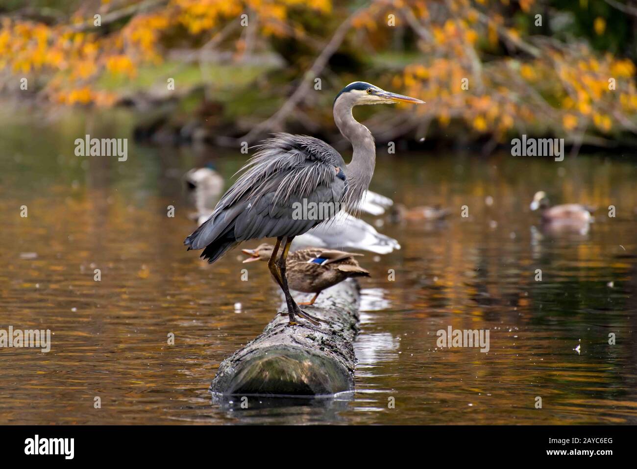 Blauer Heron sitzt auf einem Holzkleider mit lustiger Ente hinter dem Park Victoria BC im Beacon Hill Stockfoto