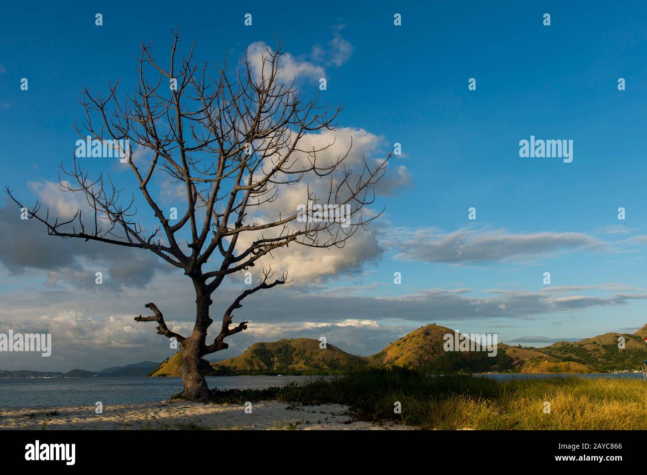 Ein Baum am Strand von Kelor Island, einer einsamen Insel, etwa 10 Kilometer von Labuan Bajo, Flores und in der Nähe von Komodo Island, Komodo Nati entfernt Stockfoto