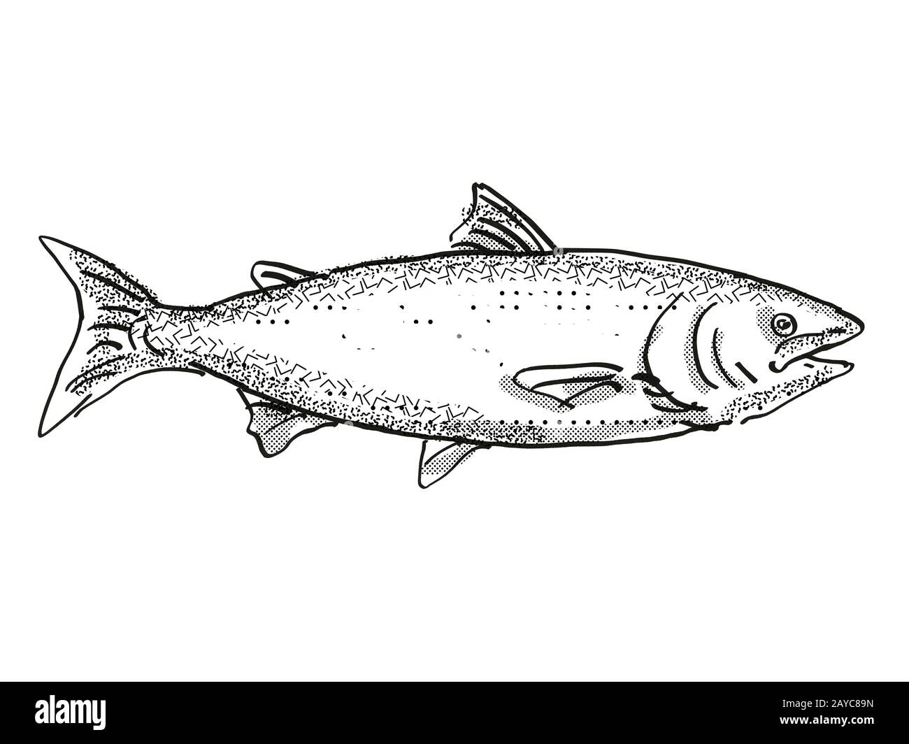 Neuseeländischer König Salmon Fisch Cartoon Retro Zeichnung Stockfoto
