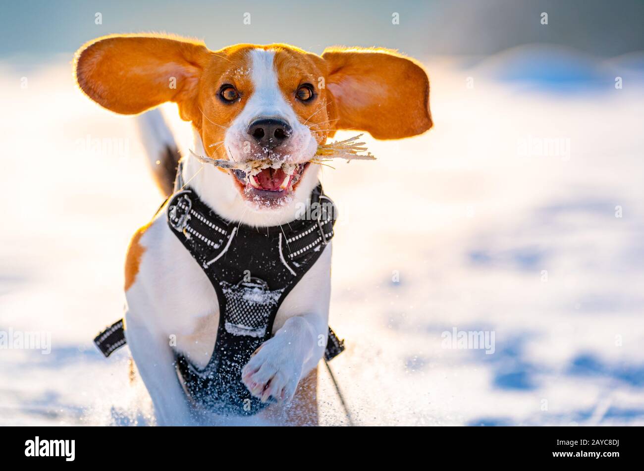 Beagle Hund läuft und spielt im Winter Feld auf einem sonnigen frostigen Tag. Stockfoto