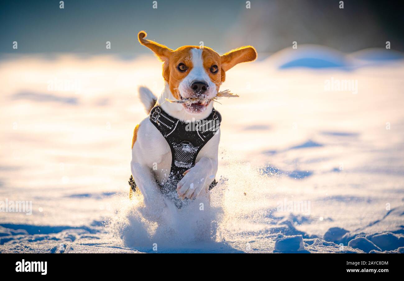 Beagle Hund läuft und spielt im Winter Feld auf einem sonnigen frostigen Tag. Stockfoto