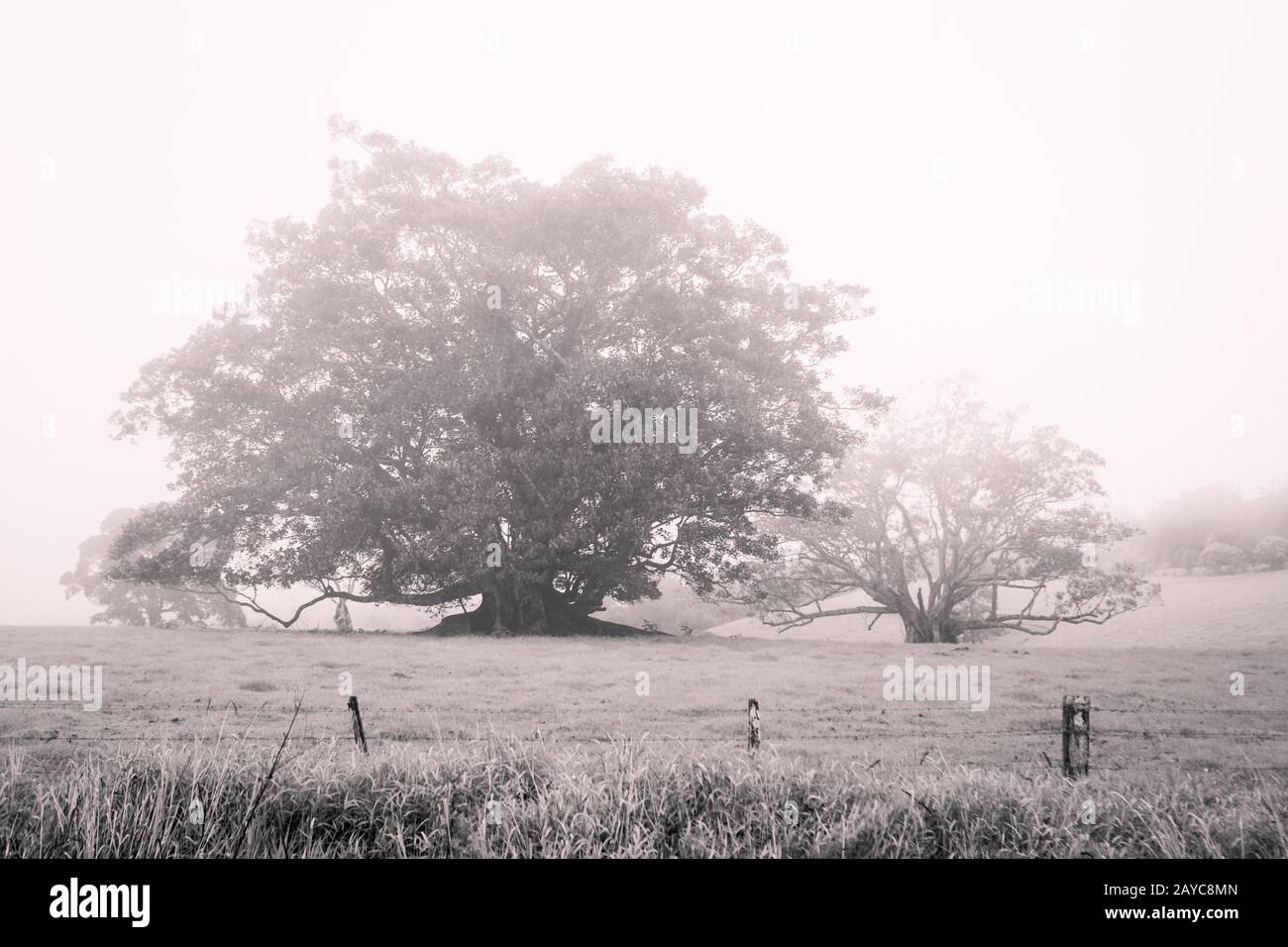 Riesige Feigenbäume (Ficus macrophylla) in einem leeren Feld werden langsam von Nebel und Nebel umhüllt. Stockfoto