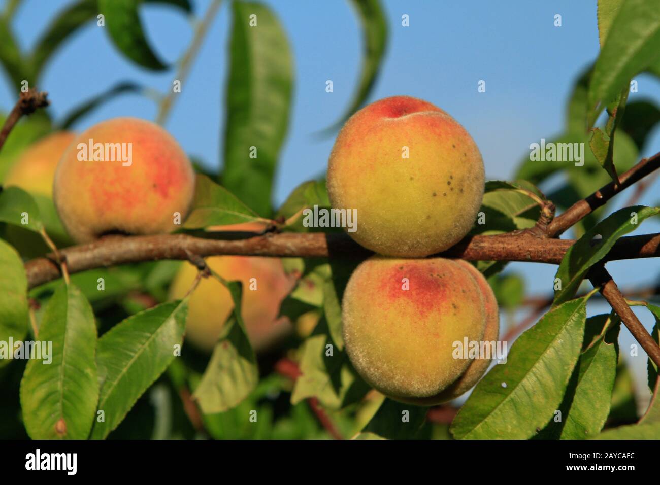 Weinberg Pfirsiche auf einem Zweig Stockfoto