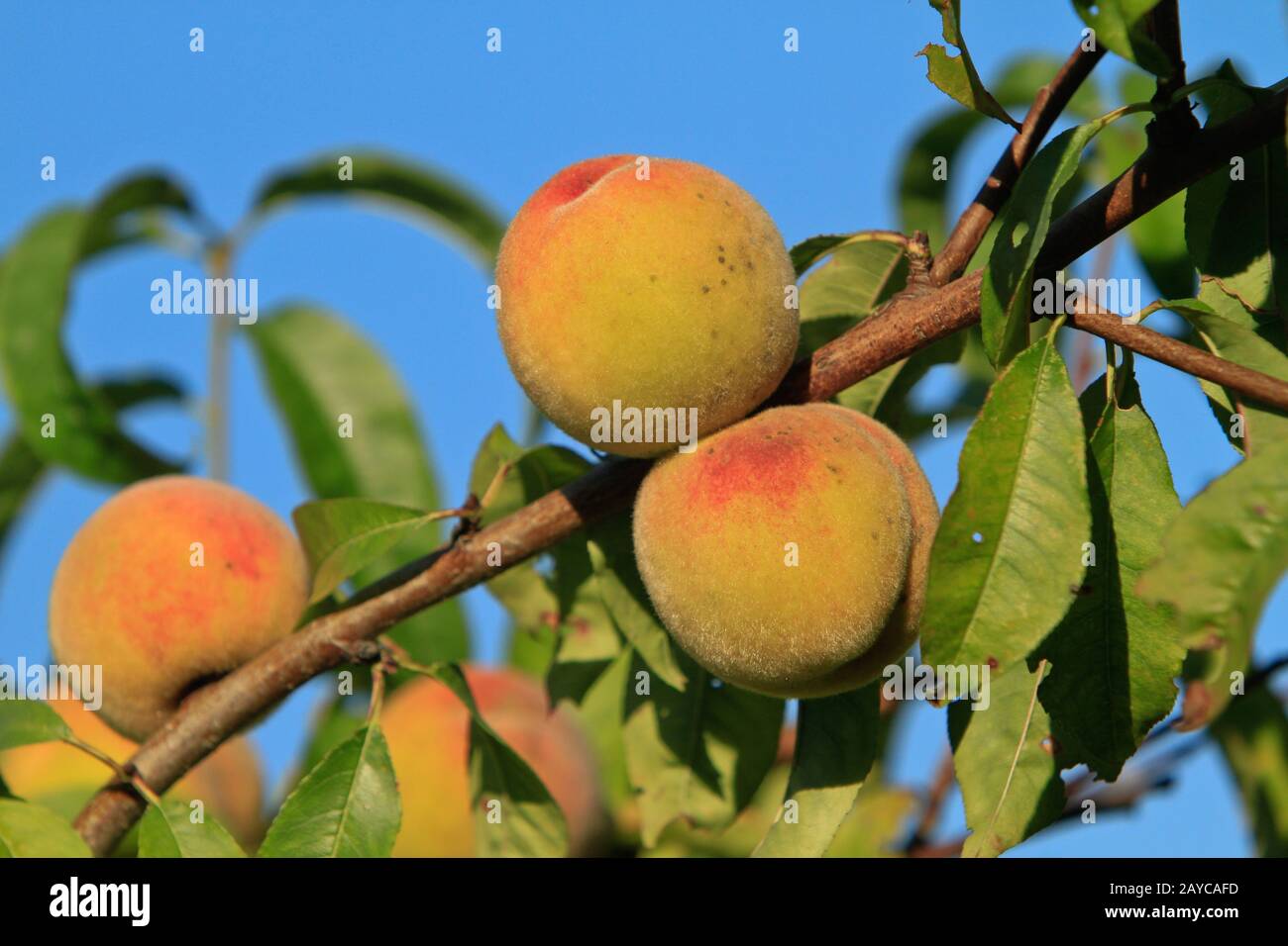 Weinberg Pfirsiche auf einem Zweig Stockfoto