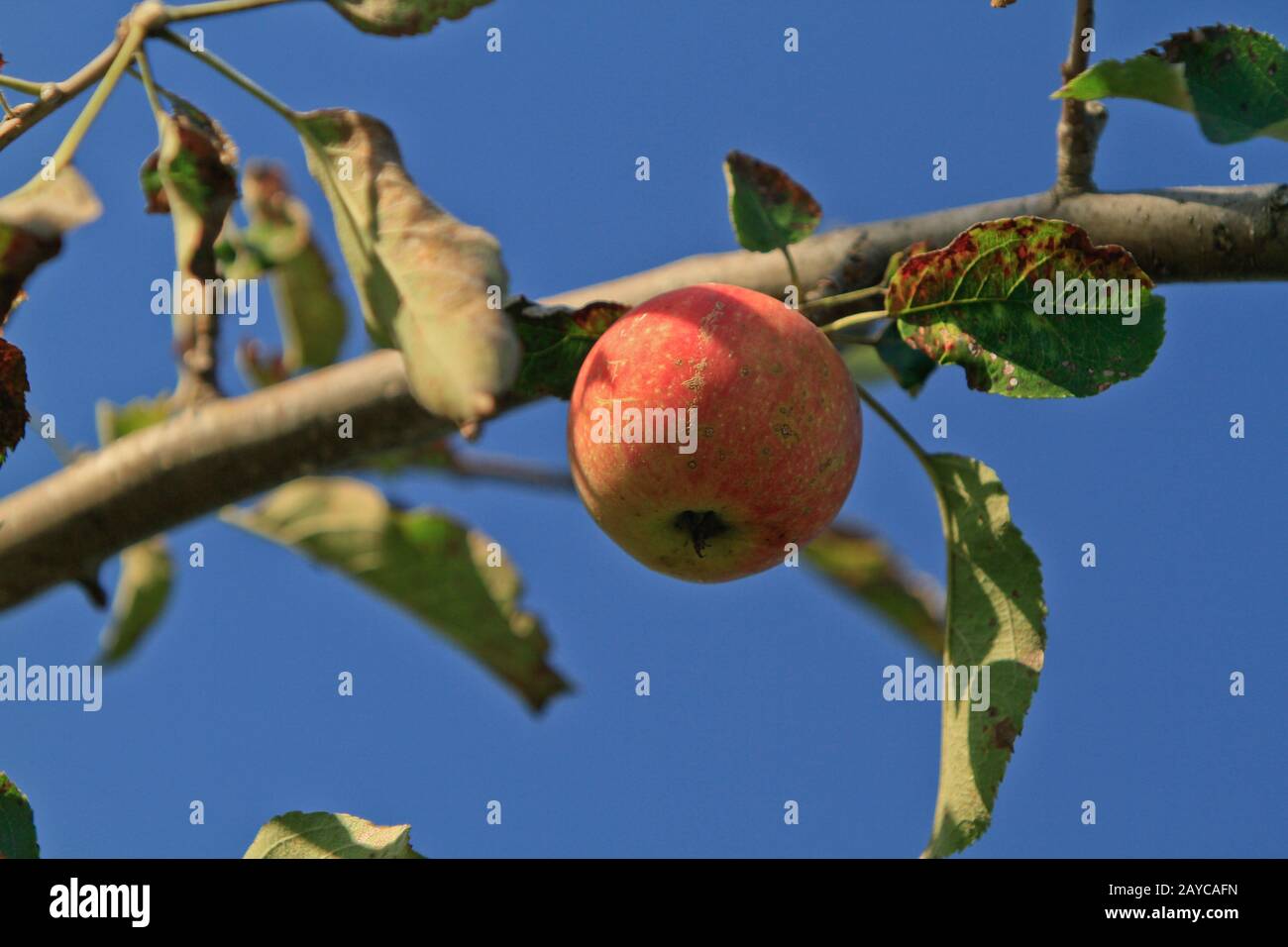 Reife rote Apple auf einem Zweig Stockfoto