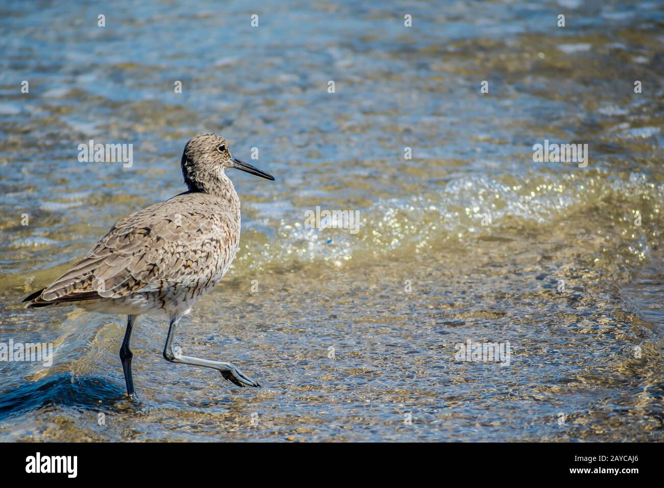 Ein willet Vogel in Padre Island NS, Texas Stockfoto