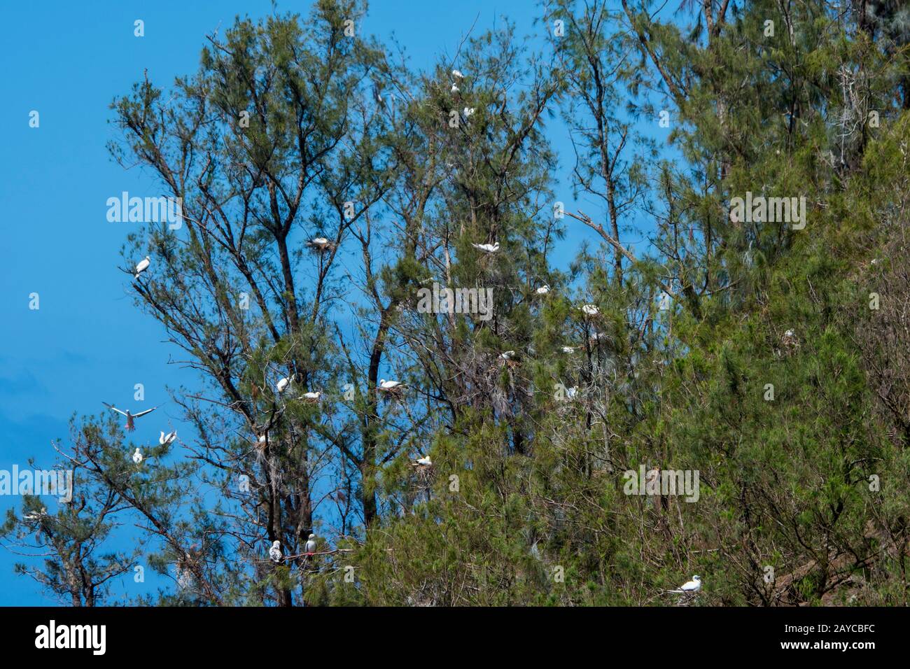 Blick auf das Kilauea Point National Wildlife Refuge mit Nistrot-Boobies (sula sula) auf der hawaiischen Insel Kauai, Hawaii, USA. Stockfoto