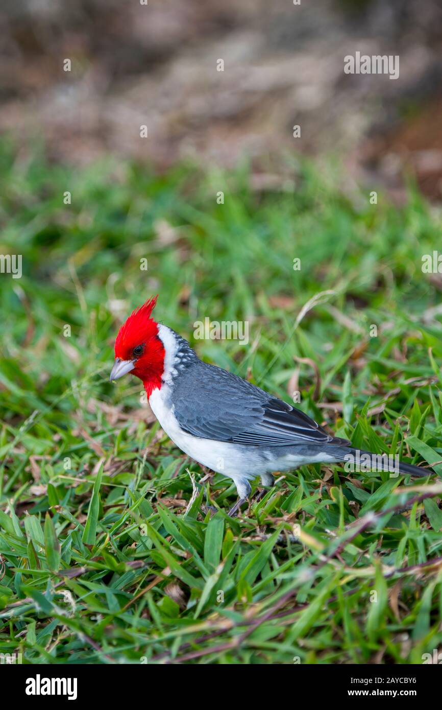 Ein kardinaler Kardinal (Paroaria coronata), ein einführter Singvogel, auf der hawaiianischen Insel Kauai, Hawaii, USA. Stockfoto