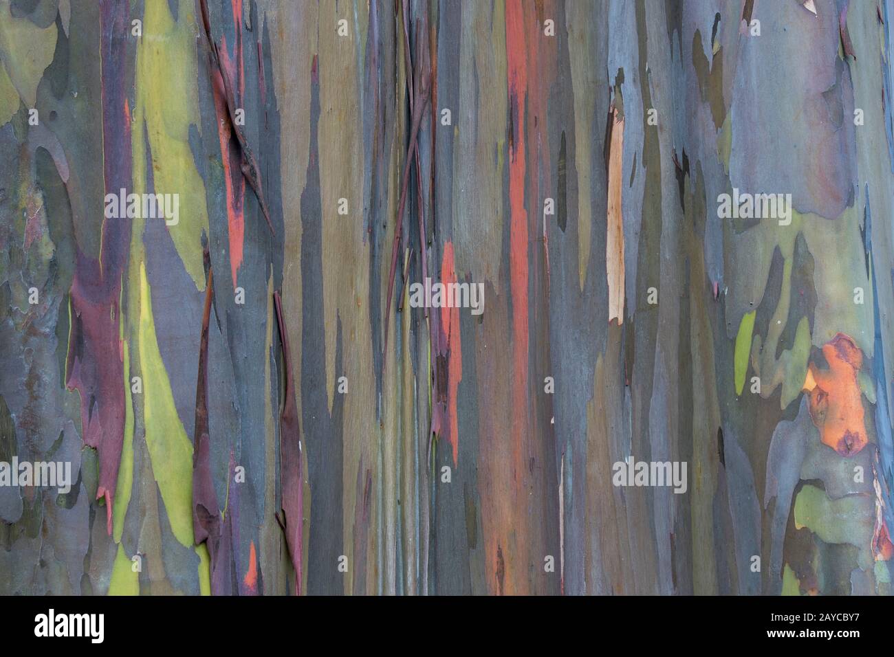 Nahaufnahme eines Eucalyptus deglupta, eines hohen Baums, der im Allgemeinen als Regenbogeneukalyptus, Mindanao GUM oder Regenbogengummi auf der hawaiianischen Insel Kaua bezeichnet wird Stockfoto