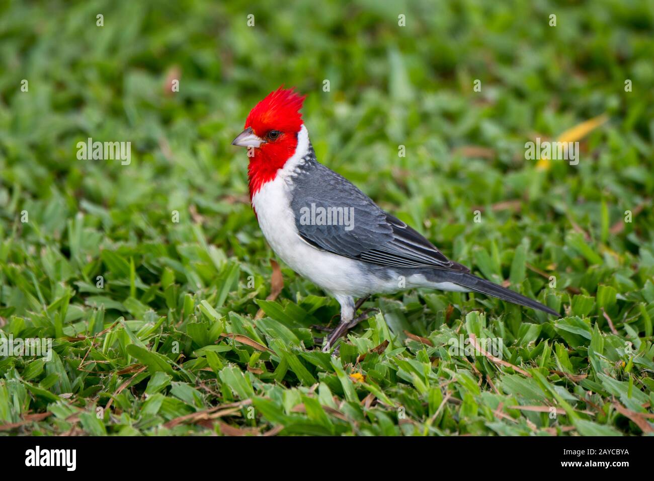 Ein kardinaler Kardinal (Paroaria coronata), ein einführter Singvogel, auf der hawaiianischen Insel Kauai, Hawaii, USA. Stockfoto